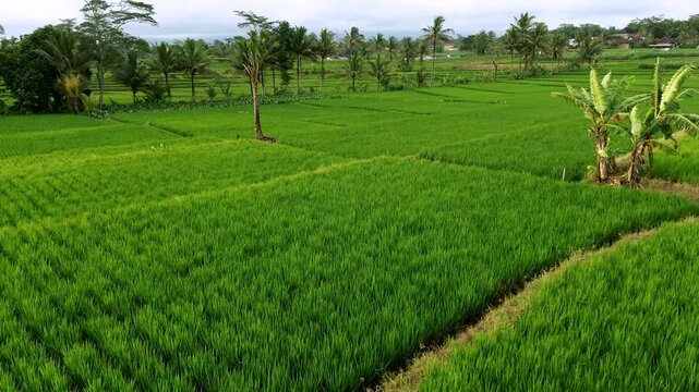Aerial View of Lush Rice Terraces in Malang Regency, East Java | 4K Drone Footage