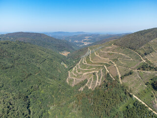 Aerial drone view of a logging operation in green mountains. Deforested slopes with dirt transport roads between lush pine forests under a clear blue sky