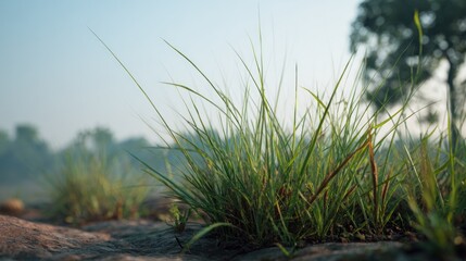 Sunlit Meadow: Lush Green Grass in a Tranquil Rural Landscape Setting
