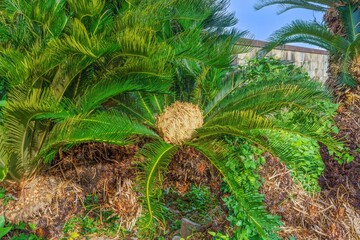 光を浴びて輝くソテツの雌花