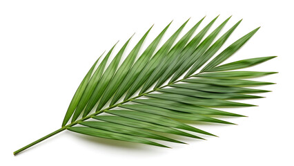 Obraz premium Tropical Green Palm Leaf Isolated