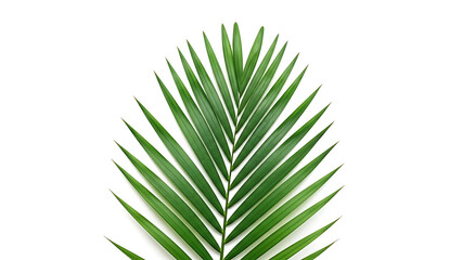 Obraz premium Tropical Green Palm Leaf Isolated