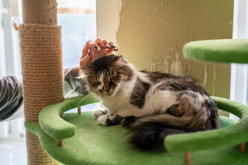 A person pets a cat that is relaxing on a green cat tree indoors, creating a comforting scene