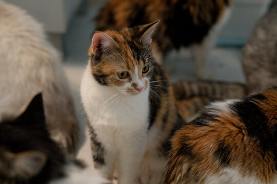 Several cats are gathered in a room, exploring their surroundings and interacting with each other