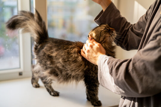 A person gently grooms a cat on a windowsill while sunlight fills the room