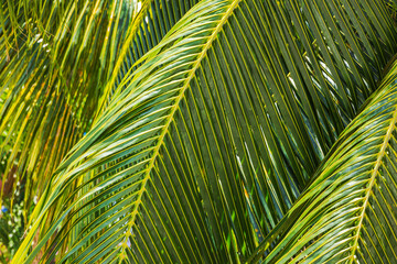 Close up view of sunlit green palm leaves creating lush tropical foliage pattern in natural light. Miami Beach. USA.