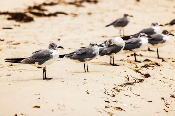 Beautiful view of group of seagulls standing on sandy beach. Miami Beach.