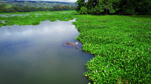White Egret Standing in Tropical Wetland with Water Hyacinth