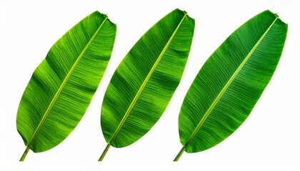Obraz premium Three Banana Leaves Isolated.