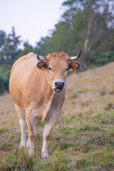 Portrait of a light brown cow with horns standing in a green pasture. Professional vertical shot of cattle in a rural field with a soft bokeh background