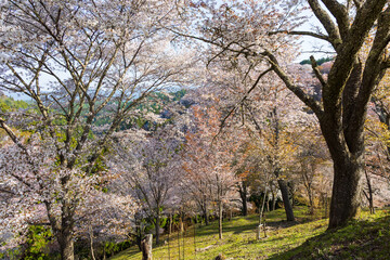 Fototapeta premium 日本の風景・春 奈良 世界遺産 桜満開の吉野山（中千本）