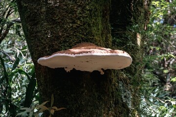 Large white bracket fungus growing on a mossy tree trunk, wood-decaying mushroom in a temperate forest ecosystem.