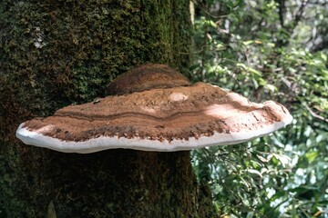 Close-up of a mature Ganoderma shelf fungus with brown concentric rings, medicinal mushroom in its natural habitat.