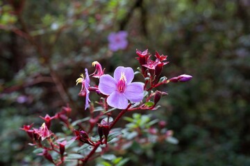 Blooming pink Monochaetum flower in a tropical cloud forest, detailed botanical close-up of exotic flora.