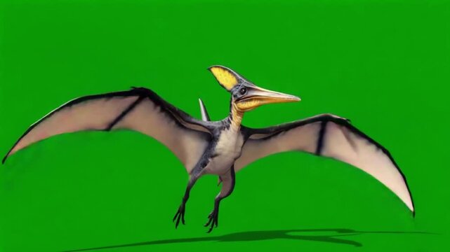 Pterosaur flying with green screen background for video projects