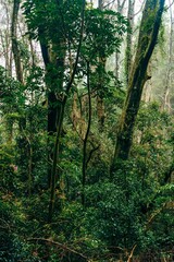 Vibrant vertical perspective of a lush green forest thicket with diverse plant species and soft natural lighting.
