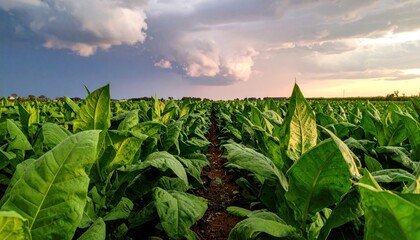 Lush Tobacco Field Under a Dramatic Sky at Sunset.