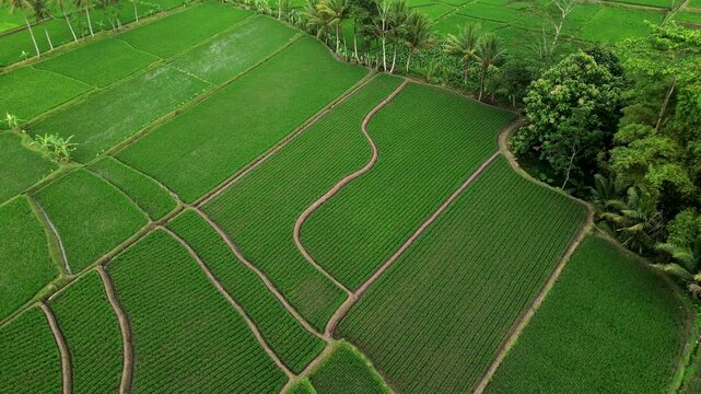 Aerial View of Lush Rice Terraces in Malang Regency, East Java | 4K Drone Footage