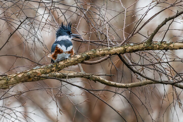 Belted kingfisher perched in a tree.
