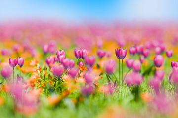 爽やかな春のイメージ