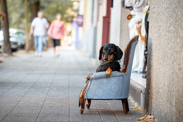 Dog sitting in the armchair outdoors
