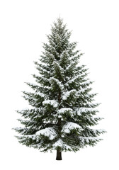 Fototapeta premium Majestic Norway Spruce tree covered in fluffy white snow, vibrant green needles, sturdy brown trunk, isolated on a transparent background with copy space, classic winter holiday advertising concept