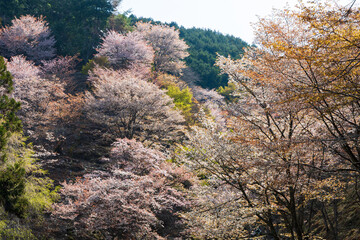 日本の風景・春　日本一の桜の名所　世界遺産　吉野山（上千本）　滝桜