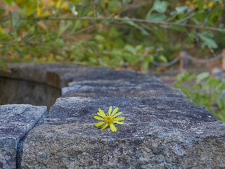 公園の石垣の上にある小さい黄色い花