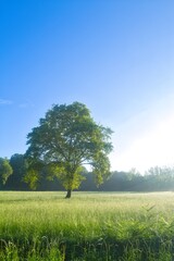 나무, sky, 경관, 목초, 네이처, 들판, 목초지, green, 여름, blue, 봄, 구름, 농촌, 시골, 고독한, 수평선, 국가, 단독, 명랑한, 단 하나, 주변, 계절