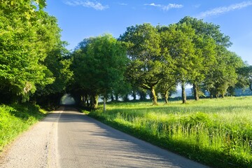 길거리, 네이처, 경관, 나무, sky, 여름, 목초, green, 농촌, 경로, 시골, 국가, 공원, 여행, 구름, 들판, 아스팔트, 봄, 길, 레인, 산책로, 아웃도어, 거리