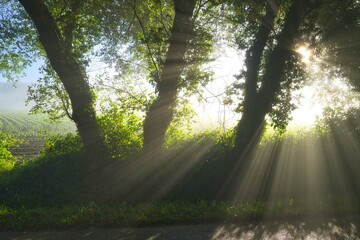 나무, 태양, 네이처, 라이트, 햇빛, 경관, green, 모닝, 길거리, 공원, 안개, 가오리, 경로, 미스트, 가을, 나뭇잎, 봄, 일출, 단풍