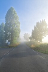 길거리, 가을, 나무, 네이처, 경관, 국가, 여행, sky, yellow, 안개, 농촌, 경치, 아스팔트, 경로, 계절, 나뭇잎, 공원, 단풍, 거리, 아웃도어, green