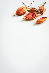 クチナシの実　白背景