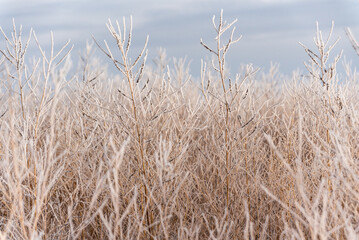 Fototapeta premium Frost Covered Shrubs in Winter Landscape: Frost-covered shrubs and grasses in a quiet winter landscape. Ice crystals coat the vegetation, creating natural texture and a calm seasonal atmosphere. 