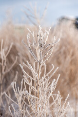 Fototapeta premium Frost Covered Shrubs in Winter Landscape: Frost-covered shrubs and grasses in a quiet winter landscape. Ice crystals coat the vegetation, creating natural texture and a calm seasonal atmosphere. 