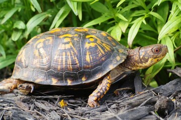 Obraz premium Box Turtle