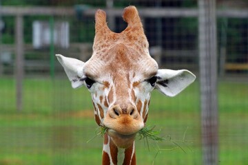 Giraffe eating grass