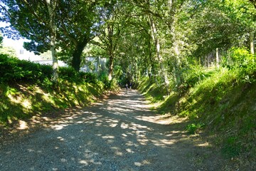 나무, 길거리, 네이처, 경로, 공원, green, 경관, 여름, 봄, 목초, 나뭇잎, 산책로, 가을, 국가, 걷다, 길, 단풍, 농촌, 경치, 아웃도어