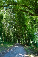 나무, 경로, 길거리, 네이처, green, 공원, 경관, 여름, 봄, 나뭇잎, 가을, 레인, 단풍, 길, 골목, 농촌, 산책로, 보도, 주변, 목초