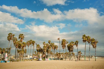 Naklejka premium Palm trees on Venice Beach, Los Angeles, California