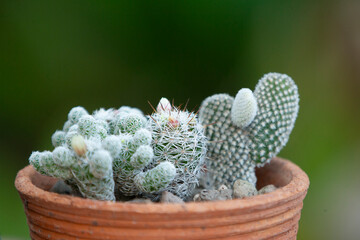 Aesthetic close-up of a cactus in a terracotta pot, sunny garden setting, wallpaper style.
