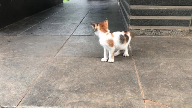 A small calico kitten with white, orange, and black patches stands on a grey concrete floor, looking curiously to the left.