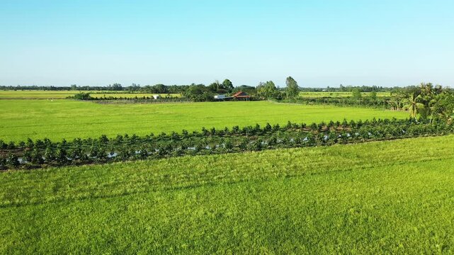 Vast green rice fields and a canal stretch across the rural landscape of Can Tho, Vietnam under a clear blue sky. Traditional farmhouses and trees dot the horizon in this peaceful agricultural scene.