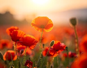Sunrise over field of vibrant red poppies in full bloom
