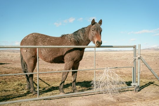 A horse on Route 66 in Seligman, Arizona