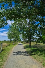 길거리, 나무, 경관, 네이처, sky, 경로, green, 국가, 여름, 목초, 봄, 시골, 농촌, 길, 레인, 여행, 때, 공원, 들판, 아스팔트, 보도, 구름