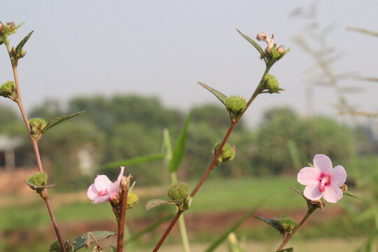 Urena lobata flower plant on field