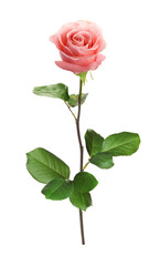 Pink rose with green leaves isolated on white