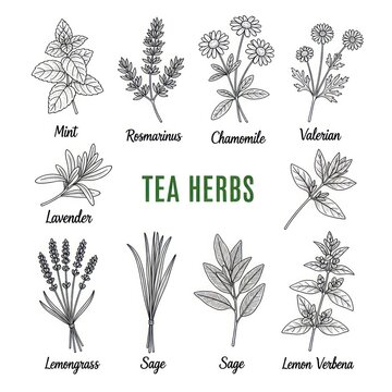 Illustrated tea herbs artwork with botanical line drawings