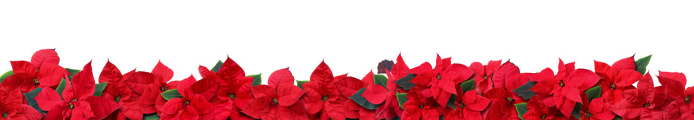 Bright red poinsettia plants on white background. Banner design